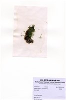 藏品(環節藻)的圖片